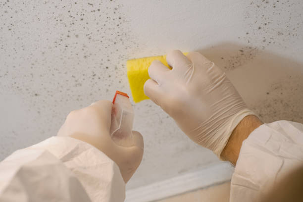 Best Mold Damage Restoration  in USA